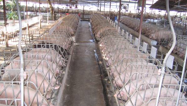 Lập báo cáo đánh giá tác động môi trường ĐTM trang trại chăn nuôi heo công nghiệp