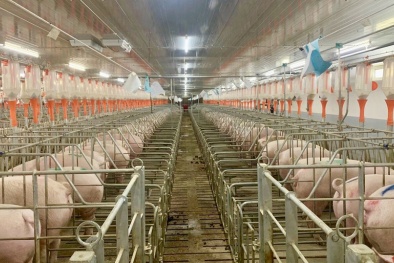 Trang trại chăn nuôi lợn công nghệ cao
