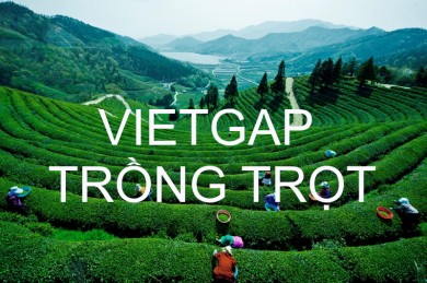Đầu tư dự án xây dựng tổ chức chứng nhận VietGap trong lĩnh vực trồng trọt