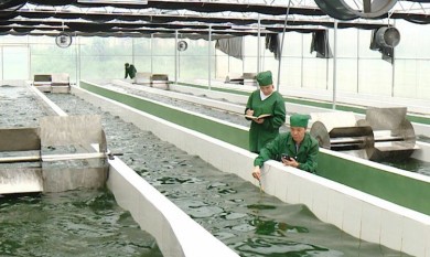 Dự án đầu tư nhà máy nuôi trồng tảo xoắn