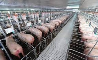 Thuyết minh dự án đầu tư trang trại chăn nuôi 24000 con heo thịt