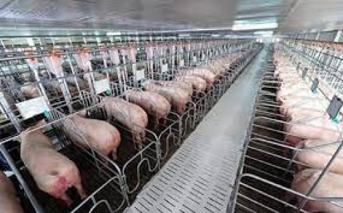 Thuyết minh dự án đầu tư trang trại chăn nuôi 24000 con heo thịt